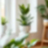 Elegant square plant saucer showcasing modern design.