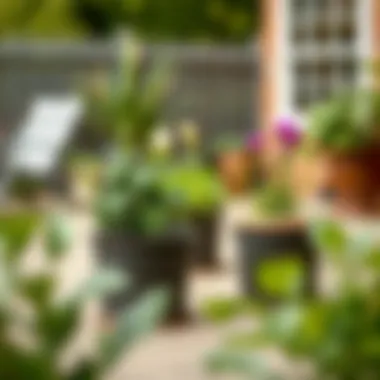 Outdoor Garden with Plant Saucers Outdoor garden setting with plants protected by saucers.