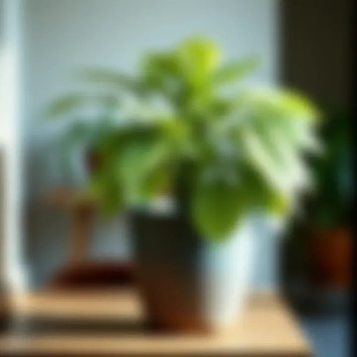 Magnificent Exploring the Versatility of the Six-Inch Plant Pot