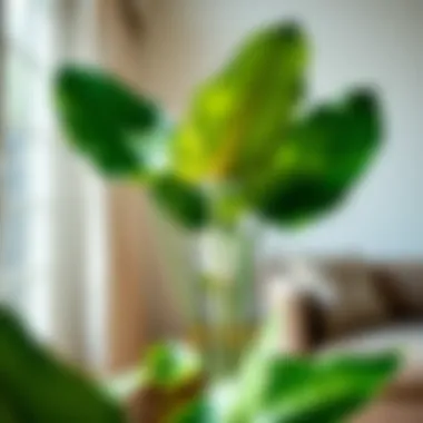 Optimal Growth Conditions for Alocasia Amazonica Healthy Alocasia Amazonica plant thriving in optimal lighting conditions