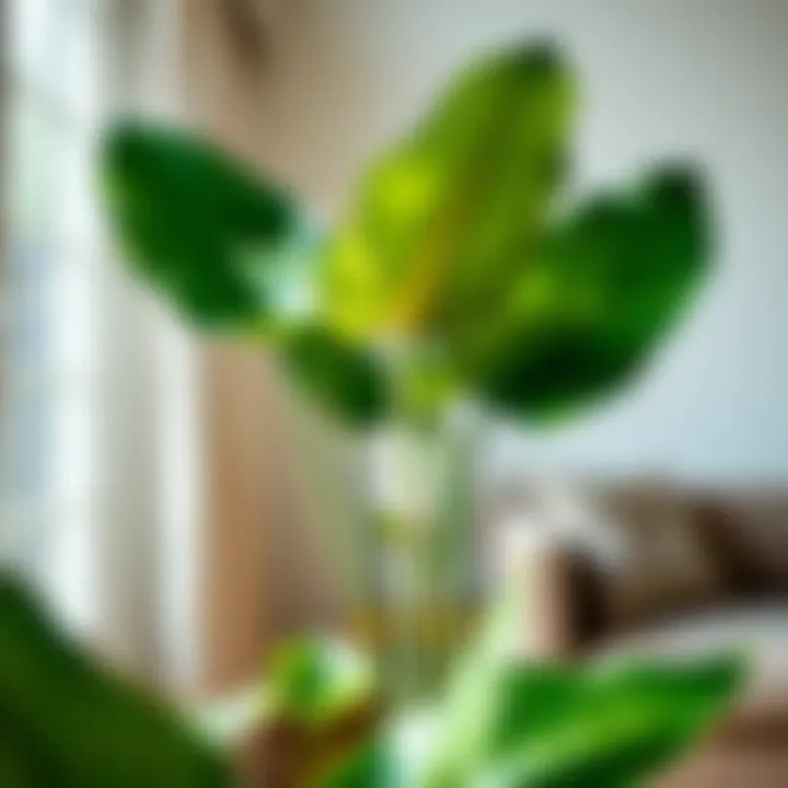 Optimal Growth Conditions for Alocasia Amazonica Healthy Alocasia Amazonica plant thriving in optimal lighting conditions