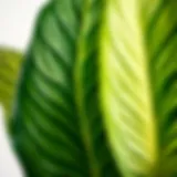 Close-up of Alocasia Amazonica leaves showcasing their unique texture and patterns