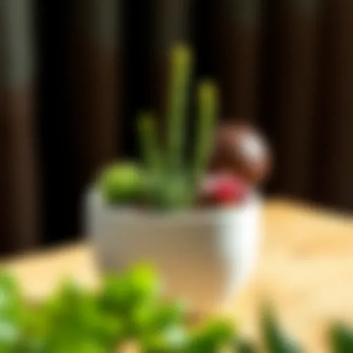 Ceramic Succulent Pot with Lush Succulents Elegant ceramic succulent pot showcasing vibrant greenery