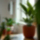Exploring the Versatility of the Six-Inch Plant Pot Introduction