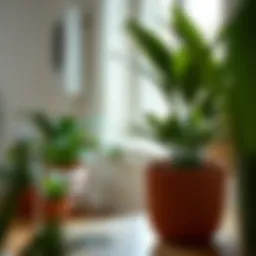 Exploring the Versatility of the Six-Inch Plant Pot Introduction