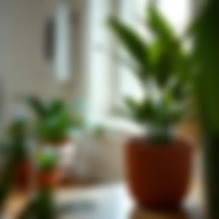 Exploring the Versatility of the Six-Inch Plant Pot Introduction