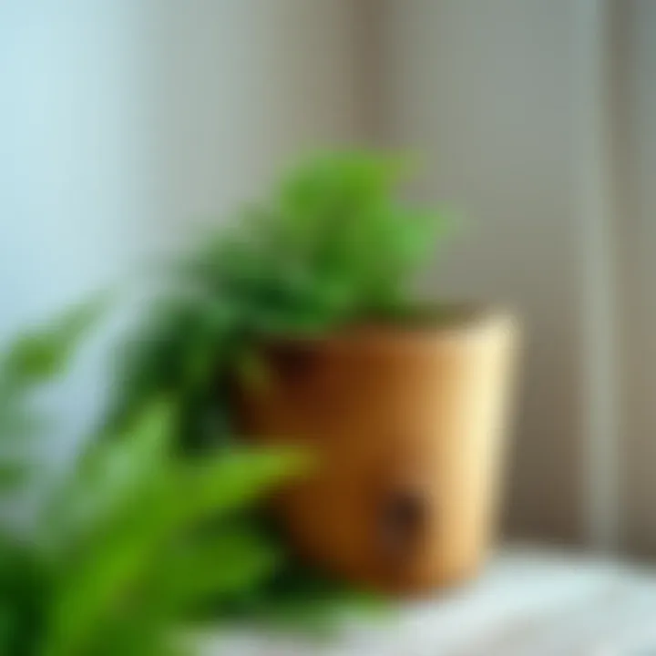 Rustic wooden plant pot paired with a lush fern