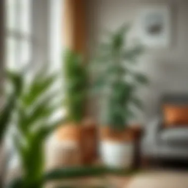 Large Pots Complementing Interior Design Stylishly arranged large pots enhancing home decor