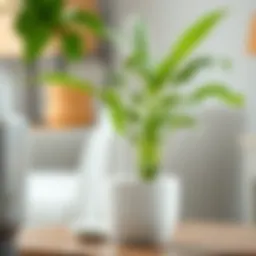 Illustration of self-watering stick in a potted plant