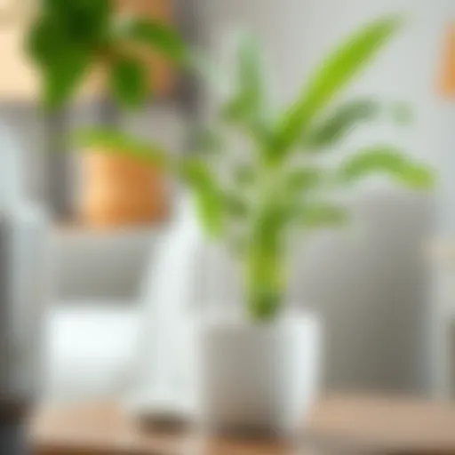 Self-Watering Stick Enhancing Plant Hydration Illustration of self-watering stick in a potted plant
